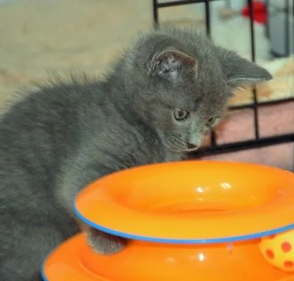 A baby medium-sized male Domestic Short Hair cat named Phineas for adoption in New Hope, PA
