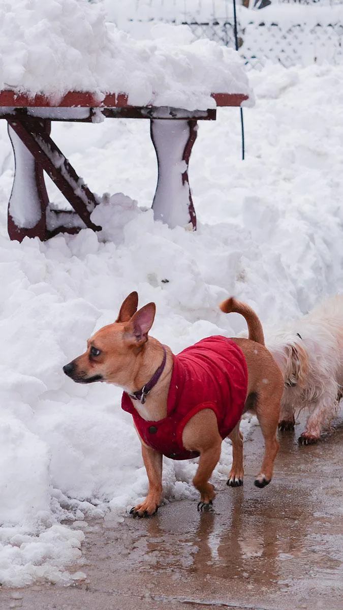 Snickers! Fun Playful 'good thumbnail 3