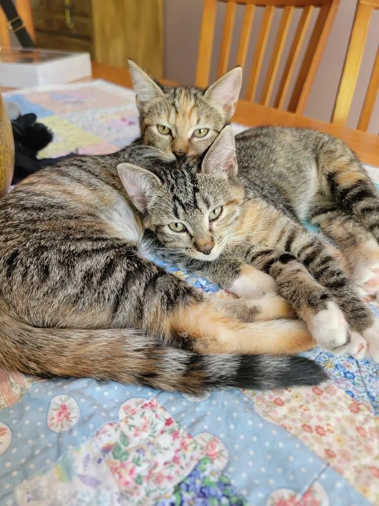 Merryweather thumbnail 2