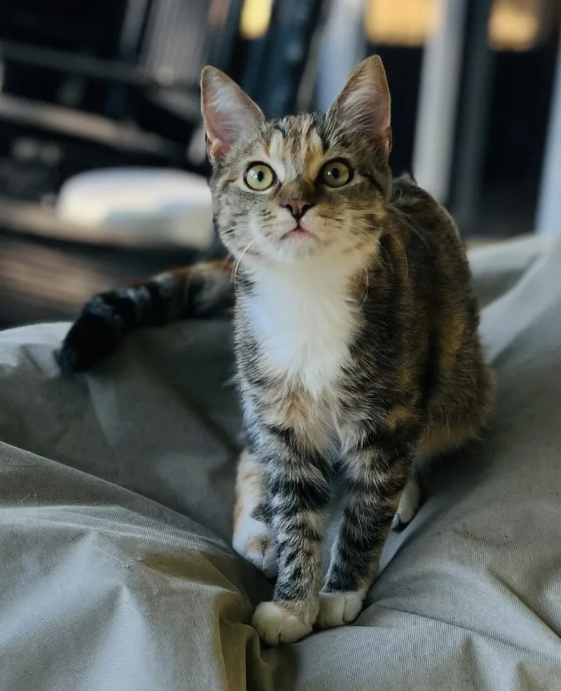 Merryweather thumbnail 3