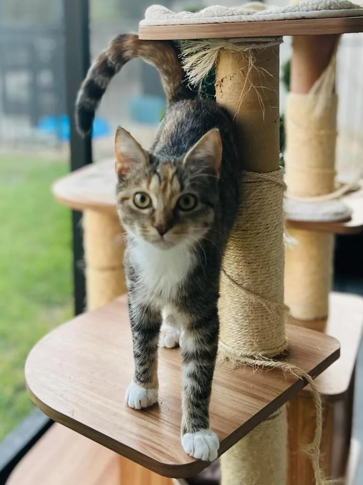 Merryweather thumbnail 4