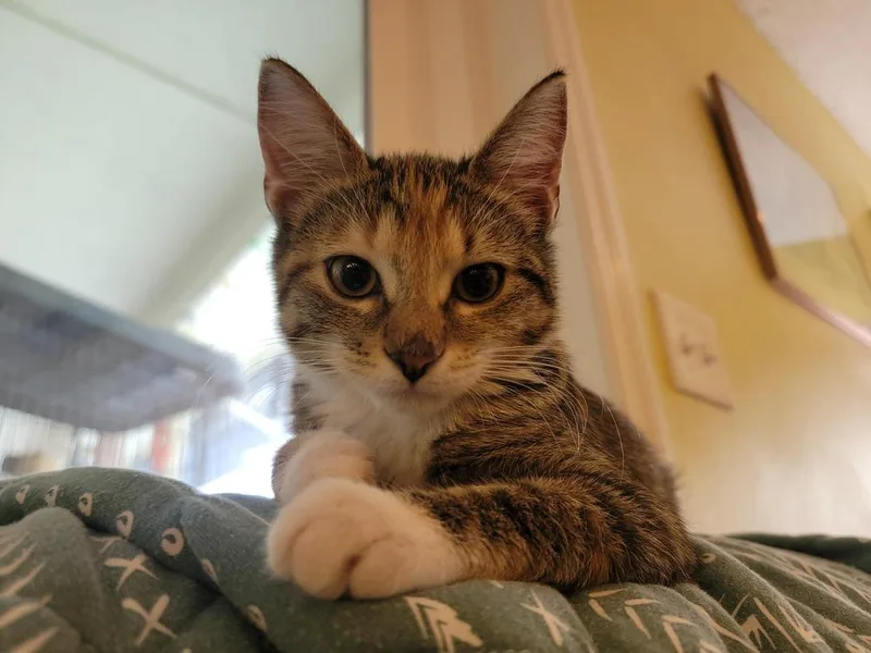 Merryweather thumbnail 5