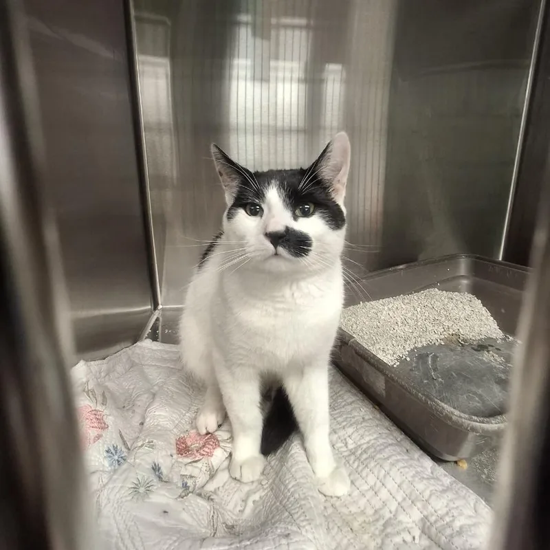 A young medium-sized male White Domestic Short Hair cat named Cow for adoption in Conway, NH