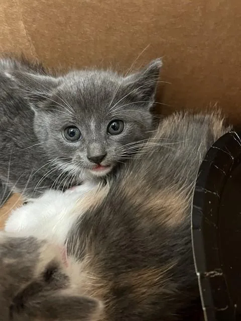 A baby small-sized female Domestic Short Hair cat named Lesile for adoption in Stockton, CA