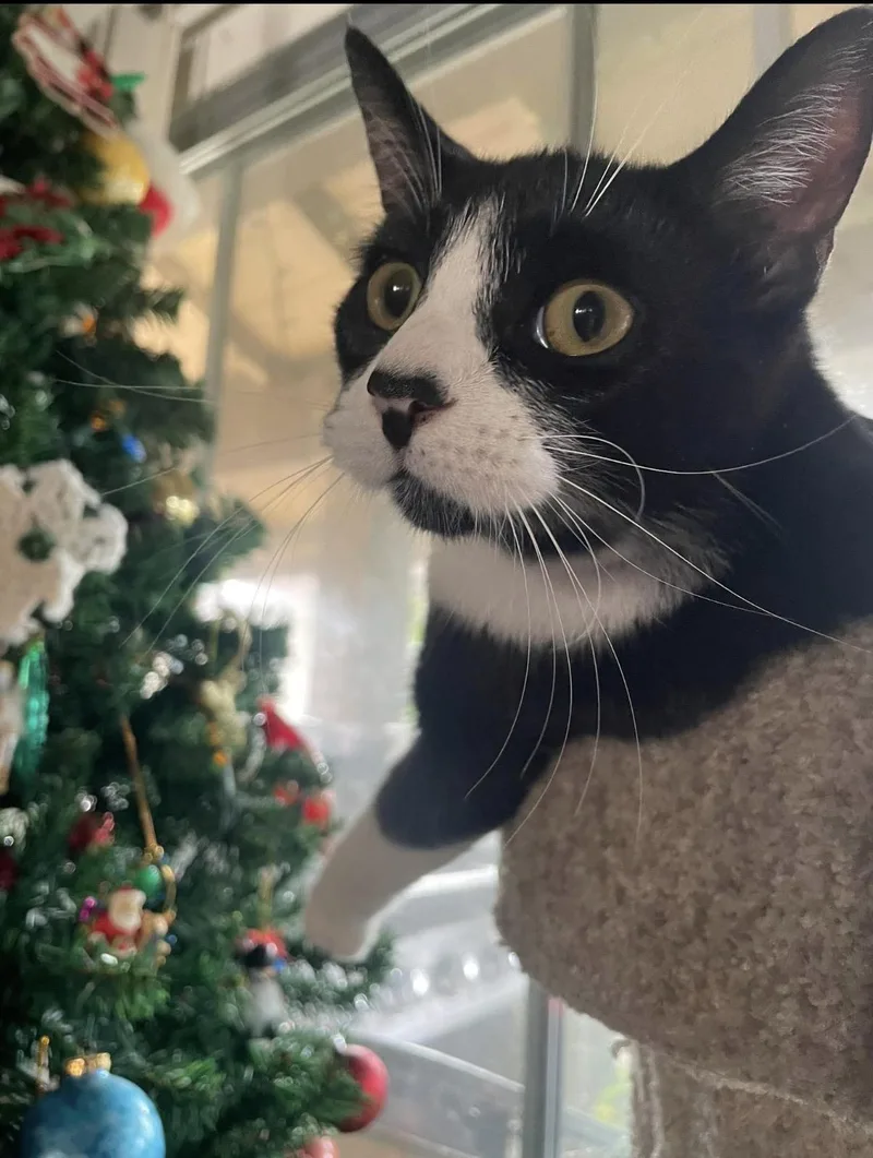 A young medium-sized male Black & White / Tuxedo Domestic Short Hair cat named Cadbury for adoption in Orange, CA