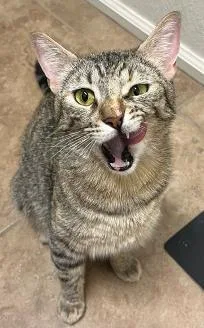 A young medium-sized female Tabby (Brown / Chocolate) Tabby cat named Saint Lucy Pie for adoption in Chandler, AZ