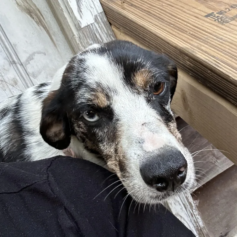 An adult medium-sized female Tricolor (Brown, Black, & White) Catahoula Leopard Dog dog named Bella for adoption in Charleston , WV