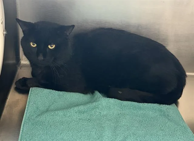 A young medium-sized male Domestic Short Hair cat named Balatro for adoption in Boston, MA