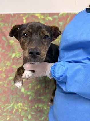 An adult small-sized female Terrier dog named Tutie for adoption in San Antonio, TX
