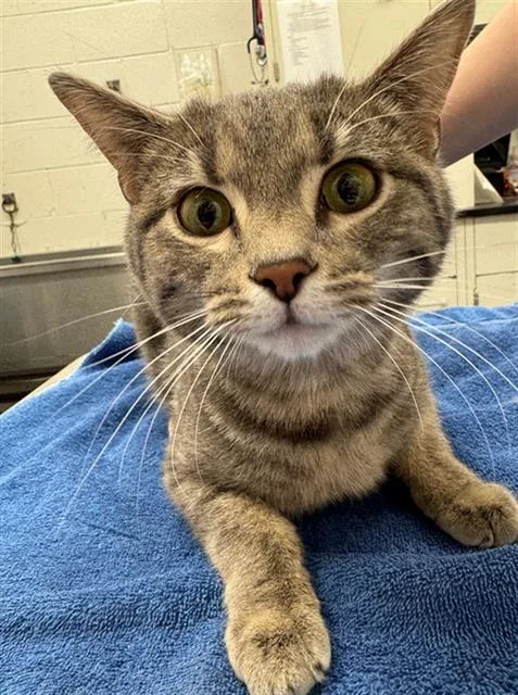 A young medium-sized female Domestic Short Hair cat named Franchesca for adoption in Peoria, IL