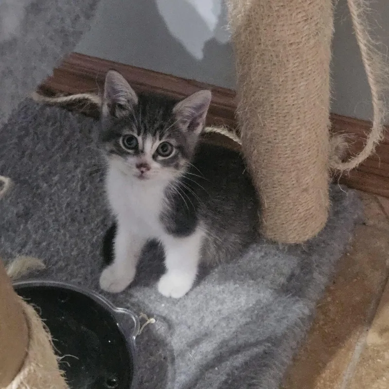 A baby medium-sized male American Shorthair cat named Sage for adoption in Manhattan, KS