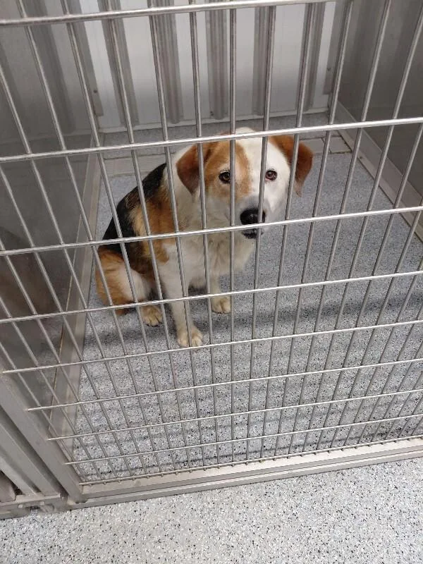An adult medium-sized male Tricolor (Brown, Black, & White) Mixed Breed dog named Wrangler for adoption in bellefontaine, OH