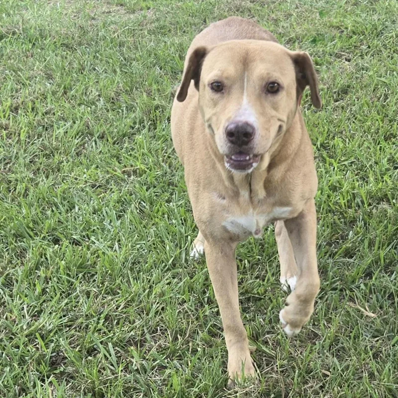 An adult medium-sized female Labrador Retriever dog named Butter for adoption in Houston, TX