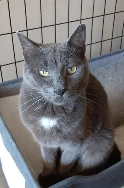 An adult medium-sized male Gray / Blue / Silver Domestic Short Hair cat named Fig for adoption in Massapequa, NY