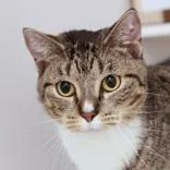 An adult medium-sized female Tabby (Brown / Chocolate) Domestic Short Hair cat named Bibo for adoption in Hilliard, OH