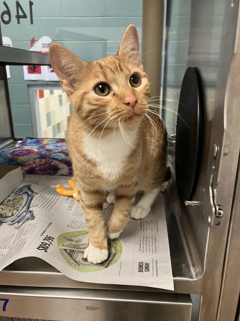A young medium-sized female Domestic Short Hair cat named Marsha A for adoption in Plano, TX