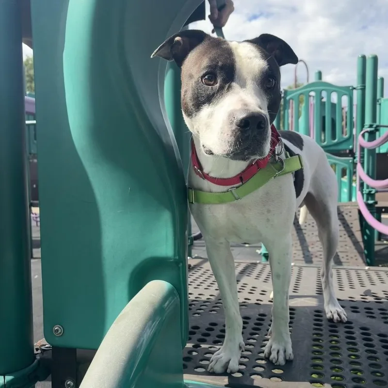 An adult medium-sized male White / Cream Mixed Breed dog named Seven for adoption in Pittsburgh, PA
