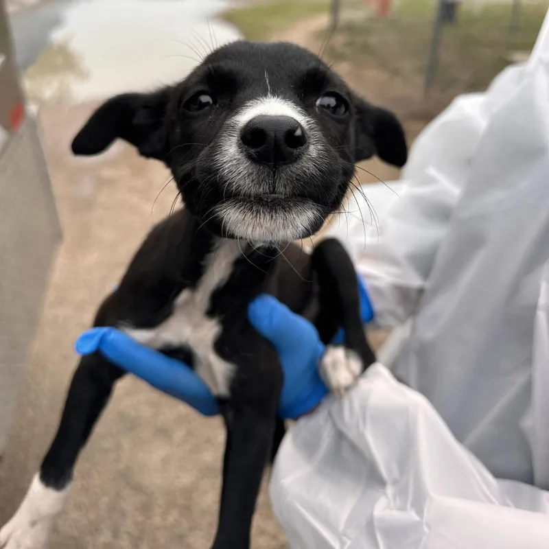 A baby medium-sized female Black Terrier dog named Flower for adoption in Edinburg, TX