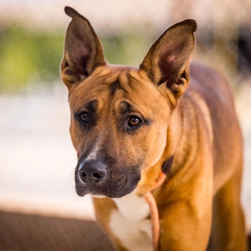An adult large-sized male Apricot / Beige German Shepherd Dog dog named Edward Sharpe for adoption in Joshua Tree, CA