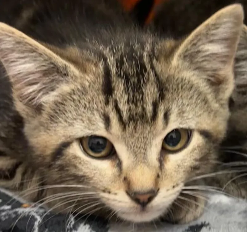 A baby small-sized female Domestic Short Hair cat named Lacy for adoption in Elizabethton, TN