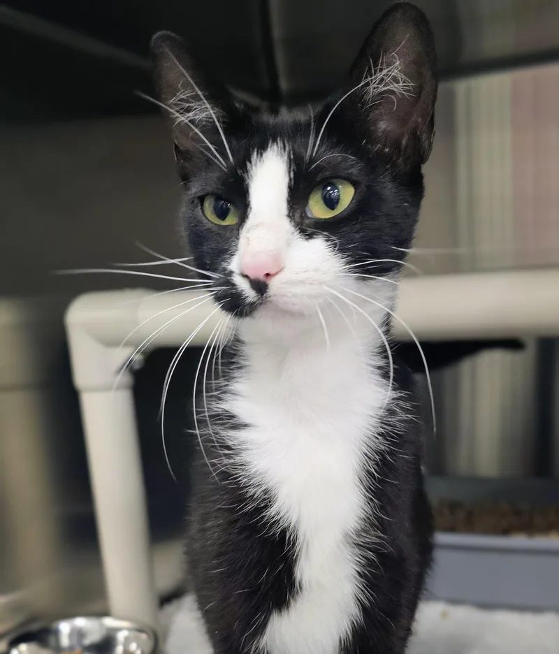 An adult large-sized female Black Domestic Short Hair cat named Milkshake for adoption in Amityville, NY