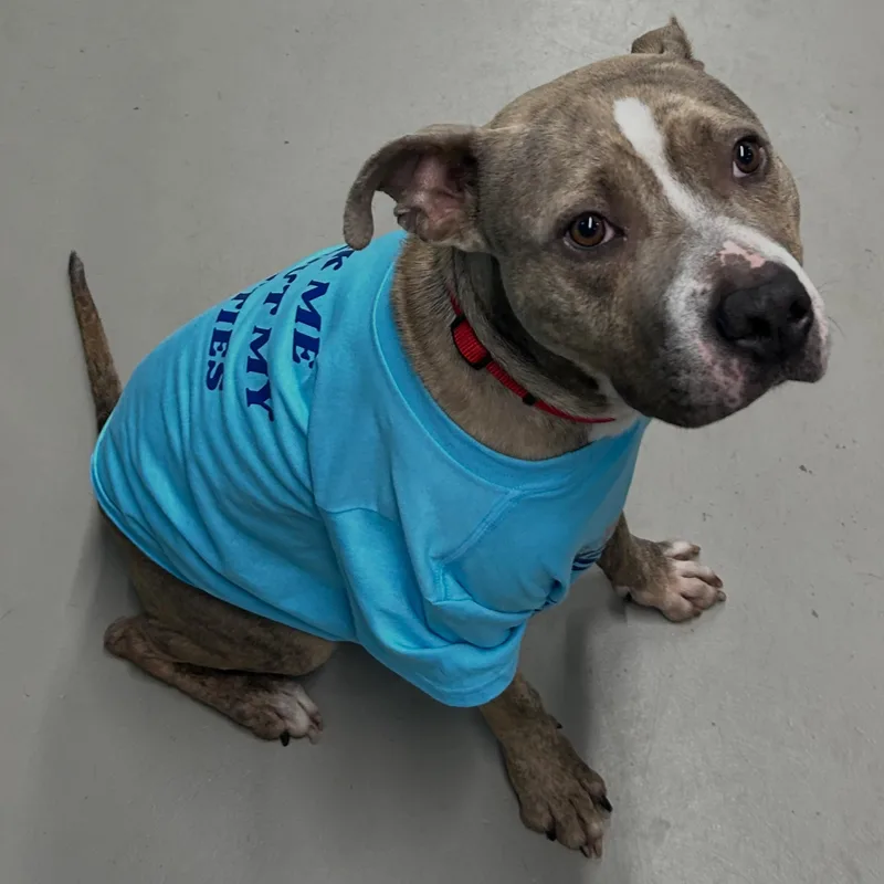 A young medium-sized male Brindle American Staffordshire Terrier dog named Indy for adoption in Llano, TX