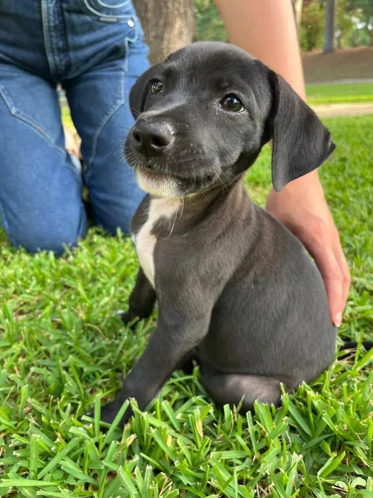 A baby medium-sized female Affenpinscher dog named Cahaba for adoption in Nacogdoches, TX