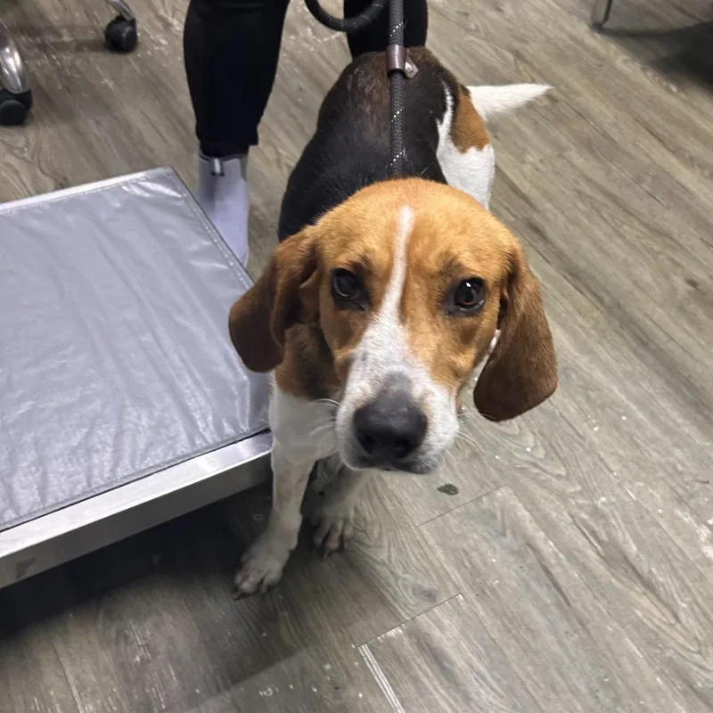A young medium-sized male Hound dog named Miles for adoption in Summerville, SC