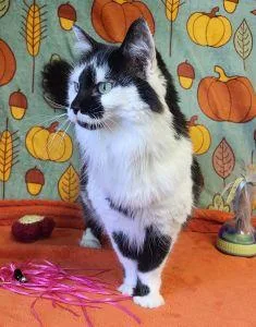 An adult medium-sized female Domestic Long Hair cat named Nallah Sue for adoption in Bucyrus, OH