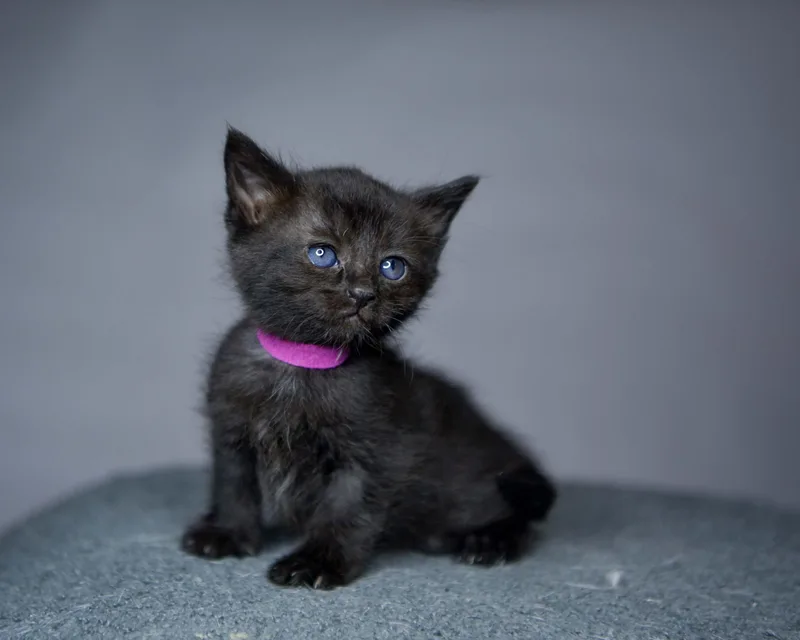 A baby small-sized female Domestic Short Hair cat named Eclipse for adoption in Bethel Park, PA