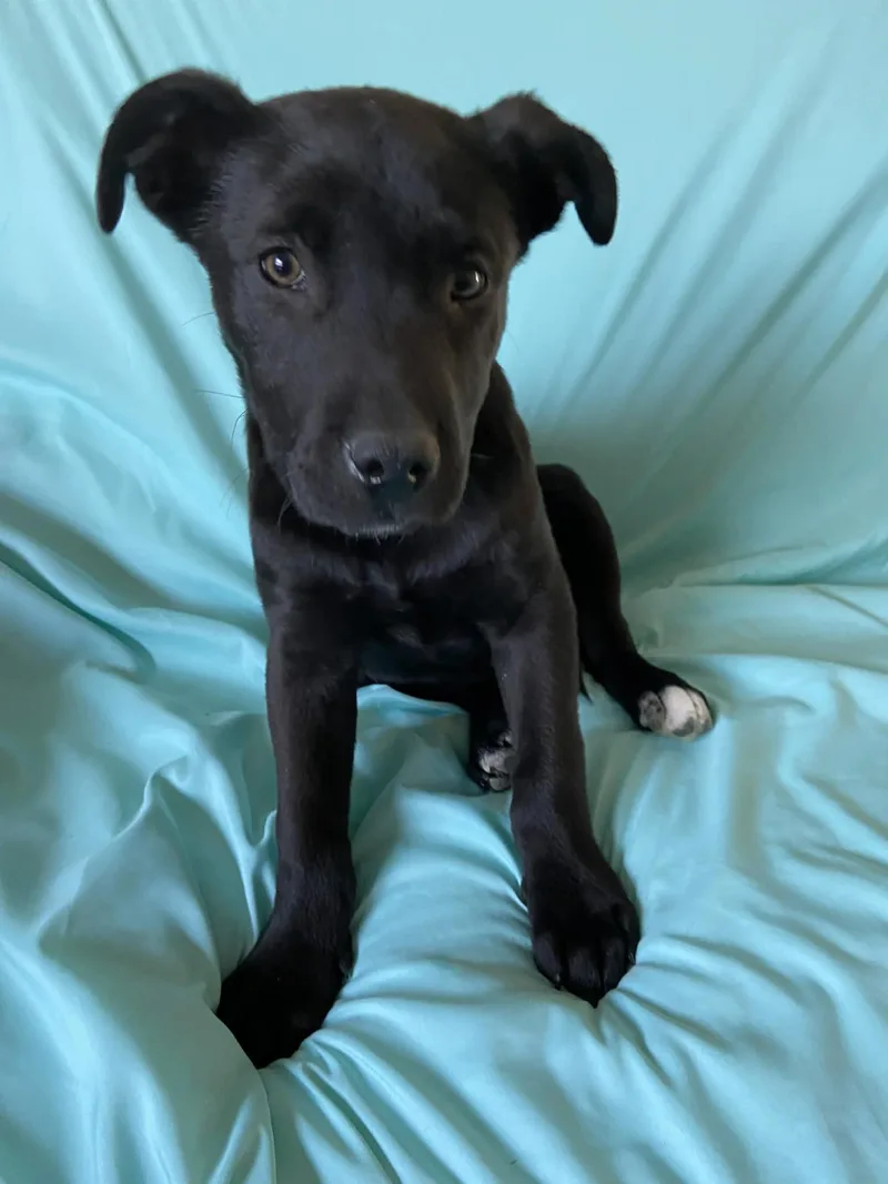 Rembrandt thumbnail 2