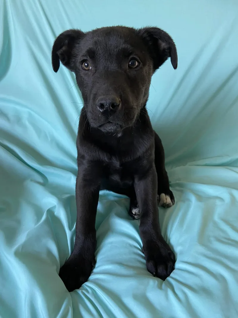 Rembrandt thumbnail 3