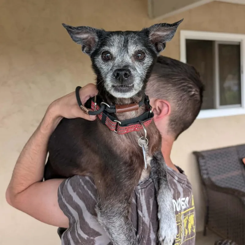 A senior small-sized male Black Chihuahua dog named Mac for adoption in Ramona, CA