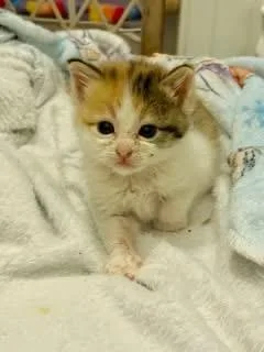 A baby medium-sized female Calico Domestic Short Hair cat named Sprinkles for adoption in Columbia, MO