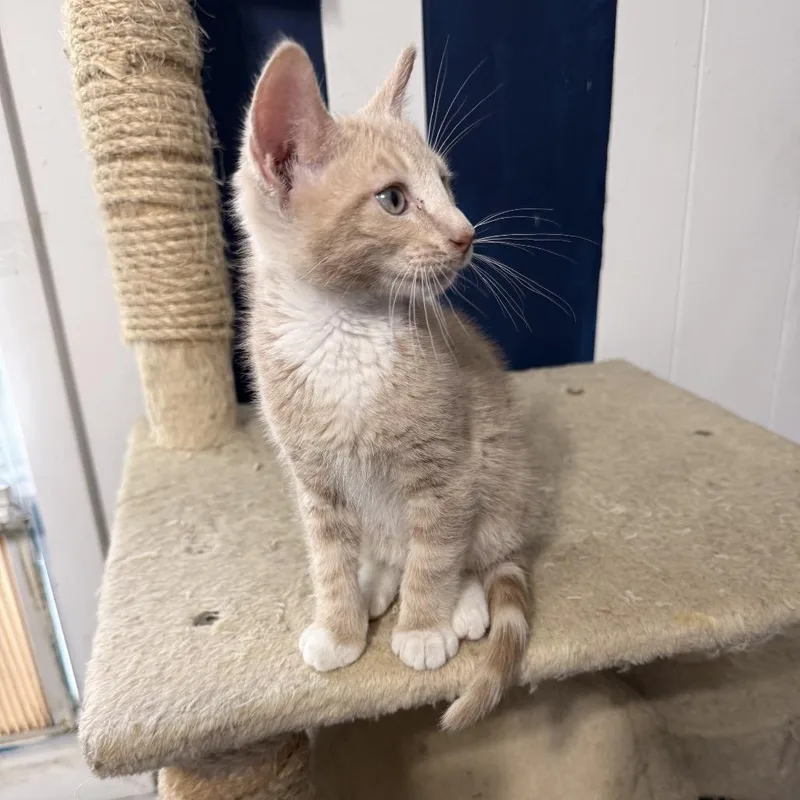 A baby small-sized male Orange / Red Domestic Short Hair cat named Gingham for adoption in Jarrettsville, MD
