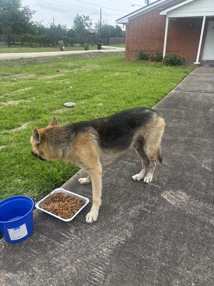 An adult large-sized male Brown / Chocolate German Shepherd Dog dog named Landeaux for adoption in Sealy, TX