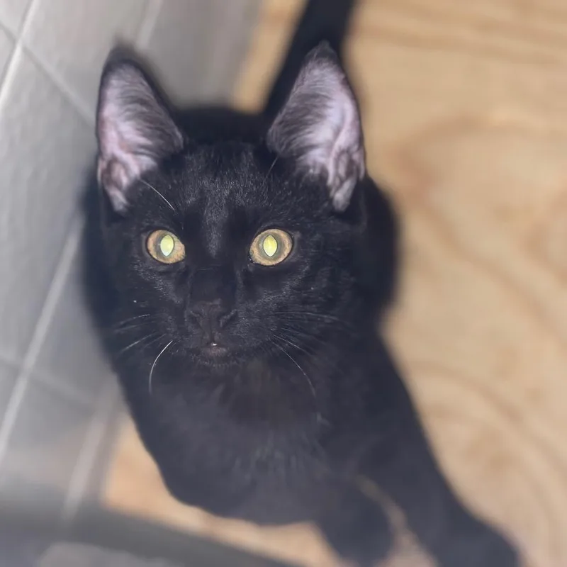 A baby small-sized male Black Domestic Short Hair cat named Jester for adoption in Las Vegas, NV