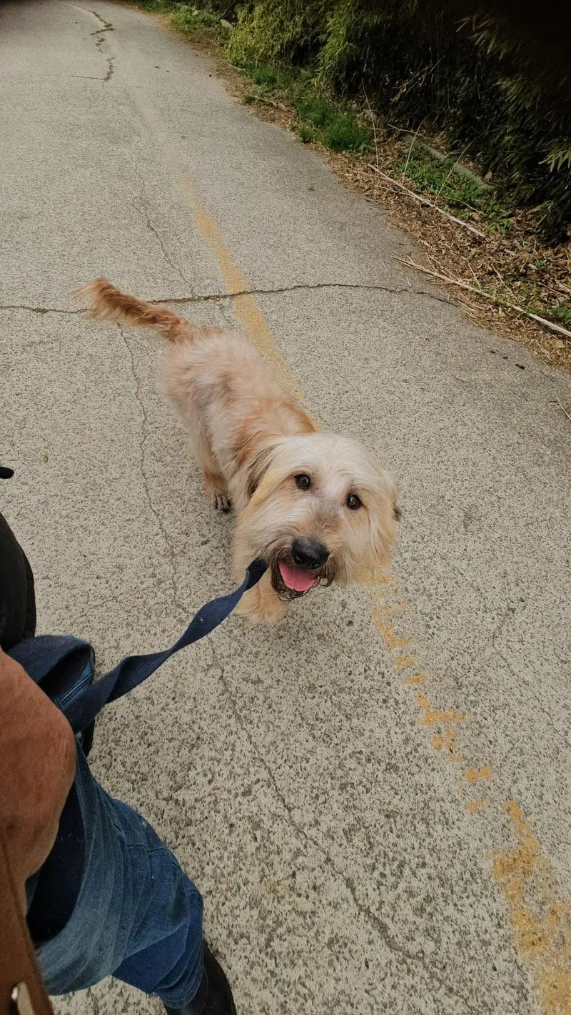 A young medium-sized female Wheaten Terrier dog named Sapbun for adoption in Agoura Hills, CA