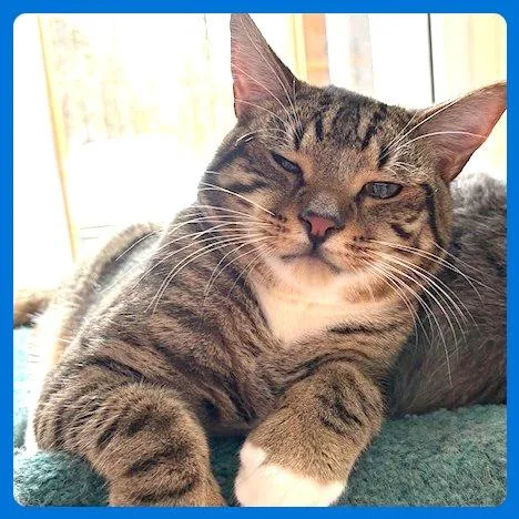 An adult large-sized male Domestic Short Hair cat named Tulsa for adoption in Cumming, GA