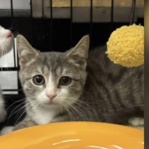 A baby small-sized male Gray / Blue / Silver Domestic Short Hair cat named Biscuit for adoption in Westhampton, NY