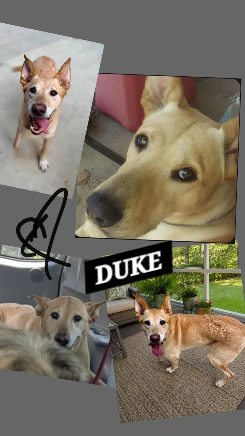 An adult medium-sized male Yellow / Tan / Blond / Fawn Labrador Retriever dog named Duke for adoption in Jackson, TN