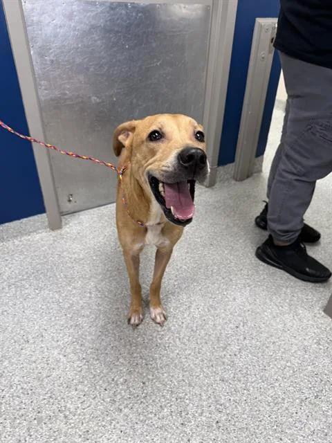 An adult large-sized male Labrador Retriever dog named Disel for adoption in Pasadena, TX
