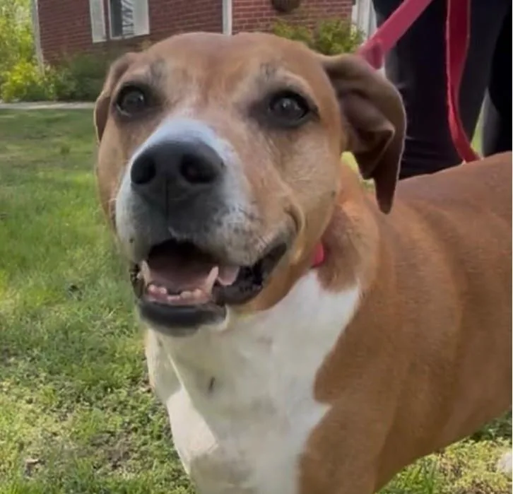A senior large-sized female Yellow / Tan / Blond / Fawn English Foxhound dog named Stella for adoption in Norwalk, CT