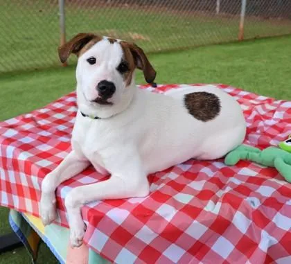 Sparky Project Homebound thumbnail 2