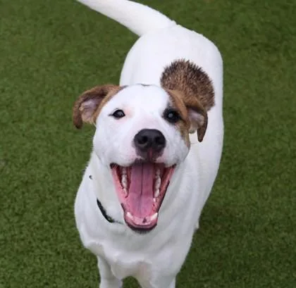 Sparky Project Homebound thumbnail 3