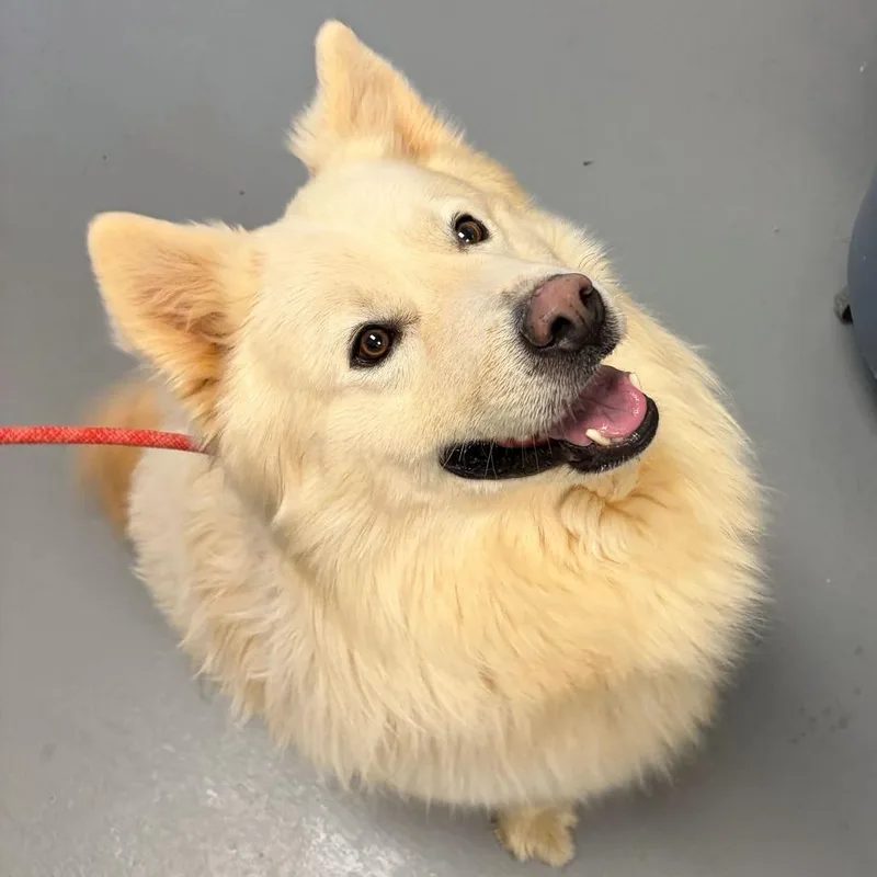 An adult large-sized male White / Cream Mixed Breed dog named Subwoofer for adoption in Asheville, NC
