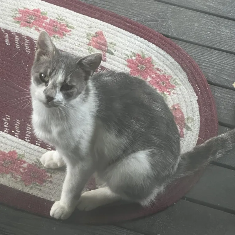 An adult small-sized female Gray / Blue / Silver Domestic Short Hair cat named Found th Ave West for adoption in Rochester, MN