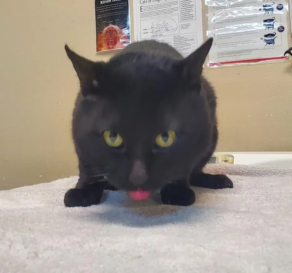 An adult medium-sized male Domestic Short Hair cat named Toby for adoption in Oceanside, CA