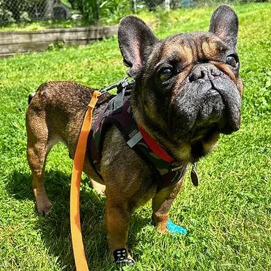 An adult medium-sized male Bulldog dog named Guiseppe for adoption in Huntington, NY