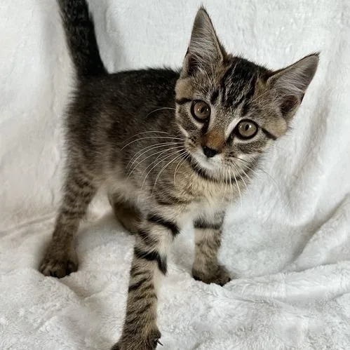 A baby small-sized male Gray / Blue / Silver Domestic Short Hair cat named Sokka for adoption in Johnson City, TN
